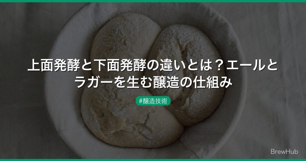 上面発酵と下面発酵の違いとは?エールとラガーを生む醸造の仕組み | BrewHub